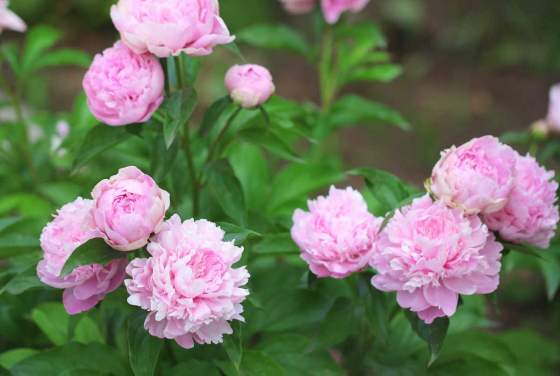 Peony Care In Fall - Sunny Home Gardens