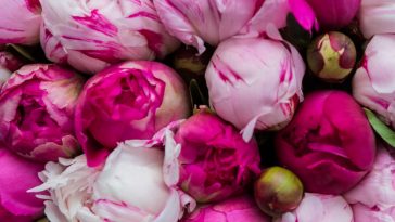 Closeup pic of a bunch of pink peony buds.