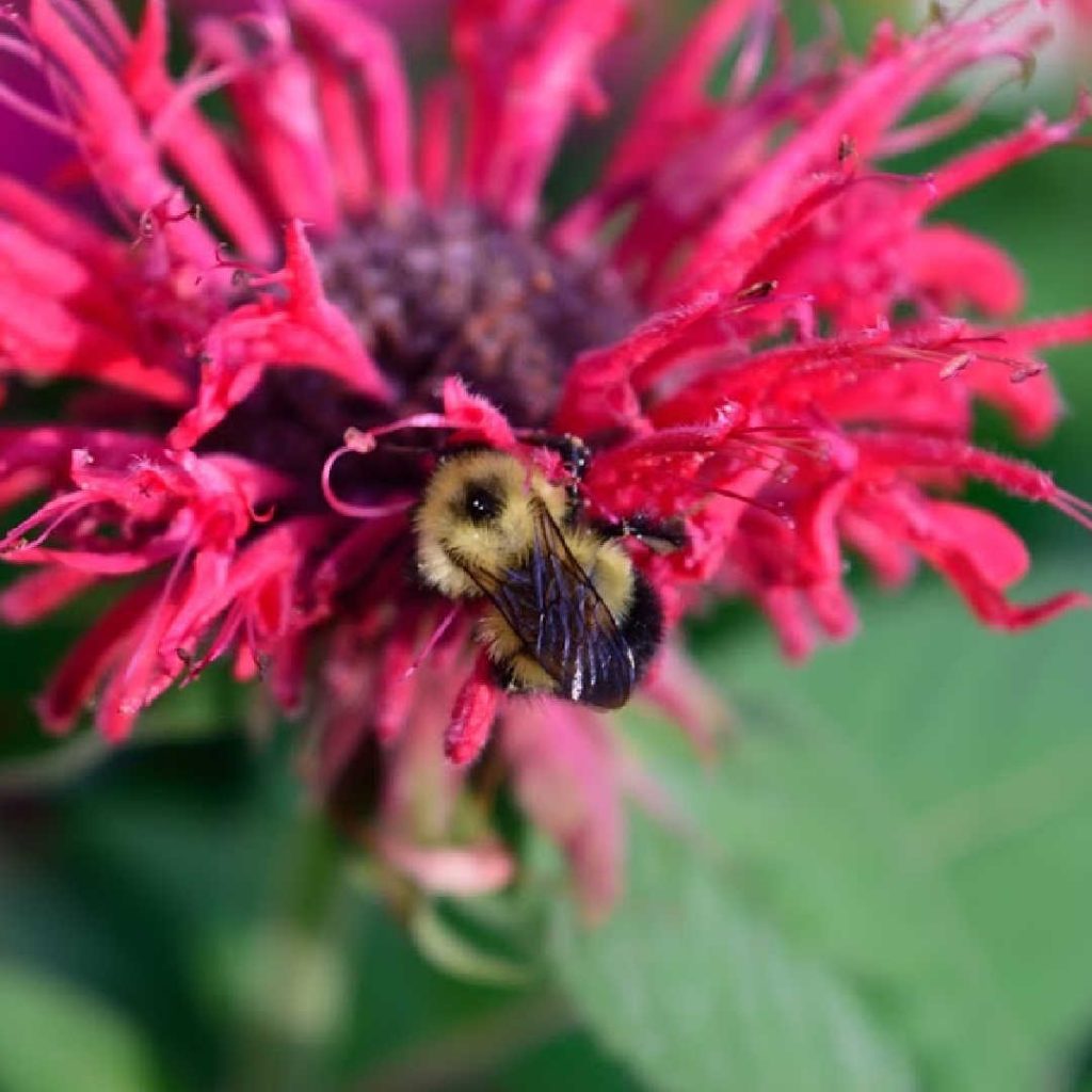 honeybee on a bee balm flower.
