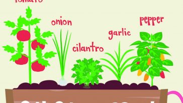 Illustration of a garden container that says "salsa garden" on the front and with these plants labeled in the planter from left to right: tomato, onion, cilantro, garlic, pepper.