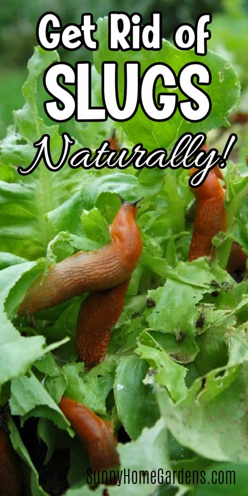 Several slugs climbing on lettuce with the words "Get rid of slugs naturally" overlaid.