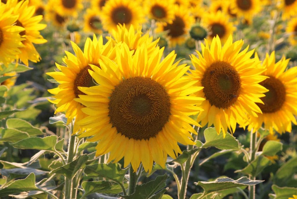 Closeup of sunflowers in a field.