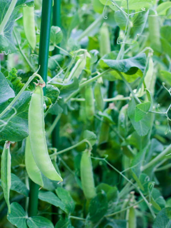 Closeup of peas growing up a trellis.