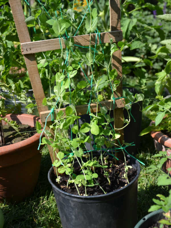 Peas in a black container growing up a trellis.