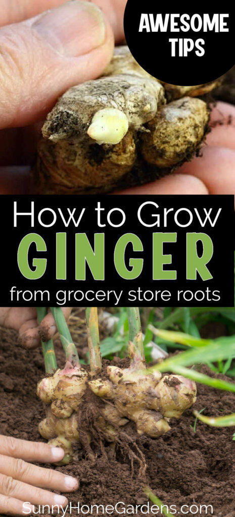 Pin image: top has a ginger root with a bud, bottom has recently harvested ginger bunch, middle says "How to grow Ginger from grocery store roots."