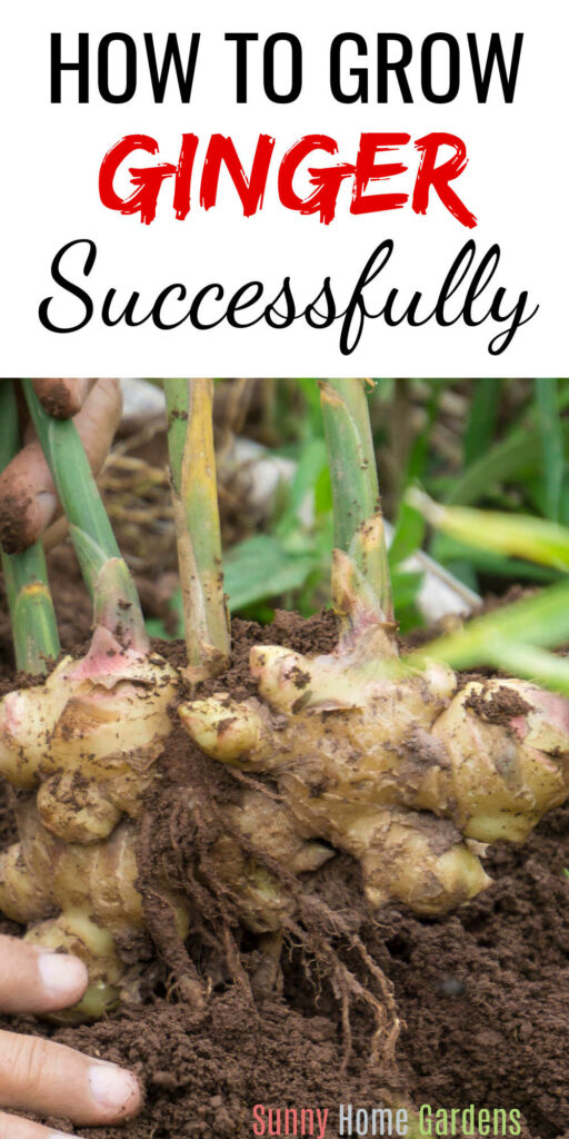 Pin image; top says "how to grow ginger successfully" and bottom has a clump of freshly harvested ginger roots.