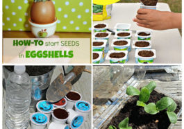 collage of images: top left seedlings in eggshells, top right compost being put into yogurt container, bottom right seedlings in a plastic container, bottom let k-cups being filled with dirt.