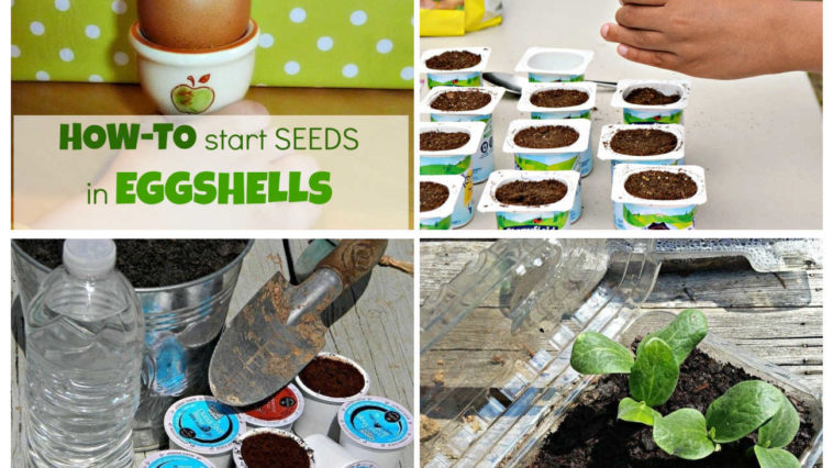 collage of images: top left seedlings in eggshells, top right compost being put into yogurt container, bottom right seedlings in a plastic container, bottom let k-cups being filled with dirt.