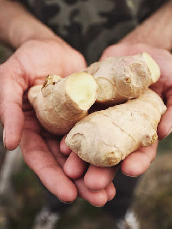 Hands holding ginger roots cut up.
