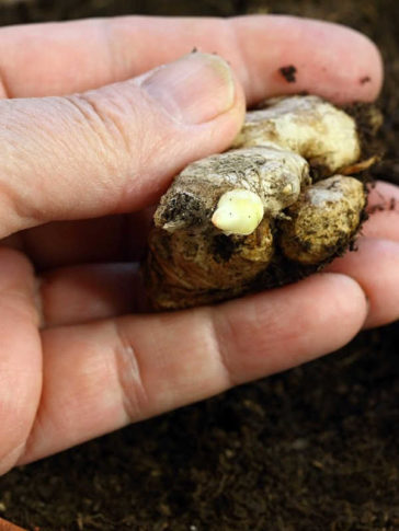 How To Grow Grocery Store Ginger Roots - Sunny Home Gardens