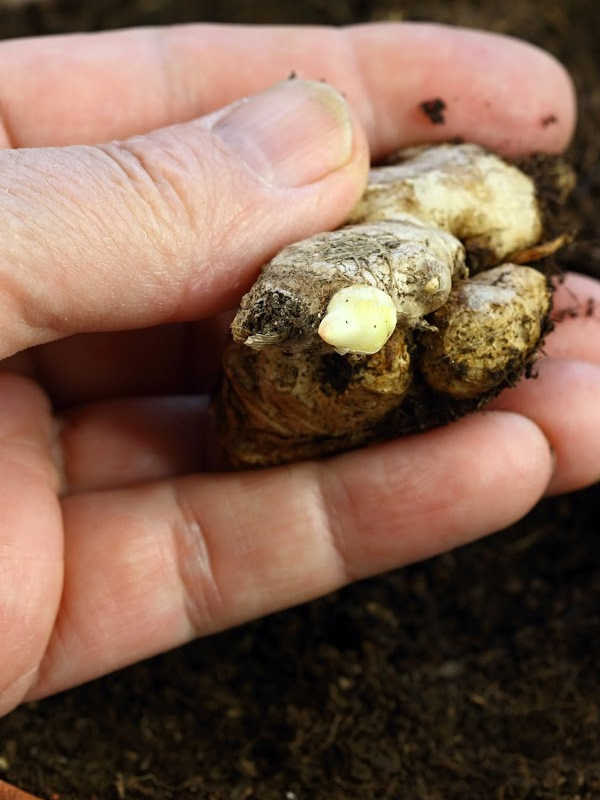 Hand holding a ginger root with a nub growing.