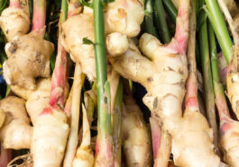 Ginger roots with plant stems still attached.