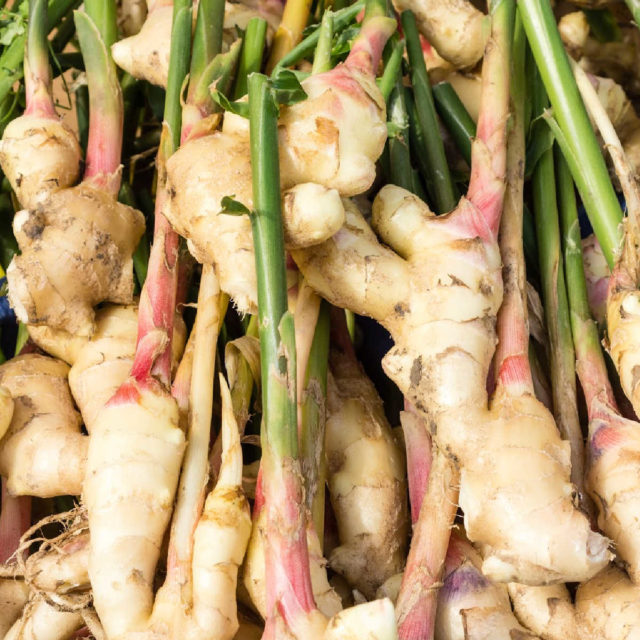 Ginger Family Roots How To Grow Grocery Store Ginger Roots - Sunny Home Gardens