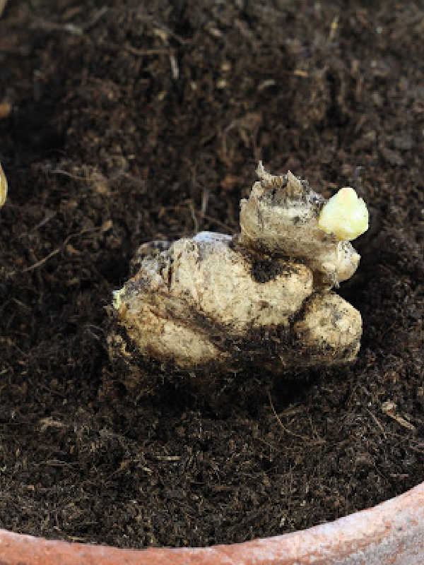 Ginger root with a nub growing on a pile of dirt.