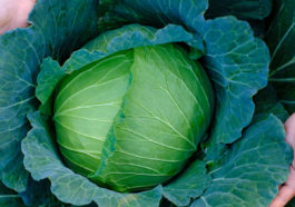 Closeup of large cabbage head.