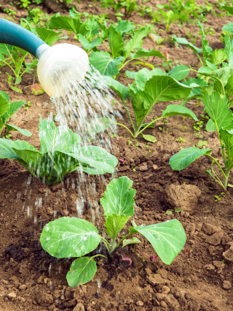 Watering cabbage plants.