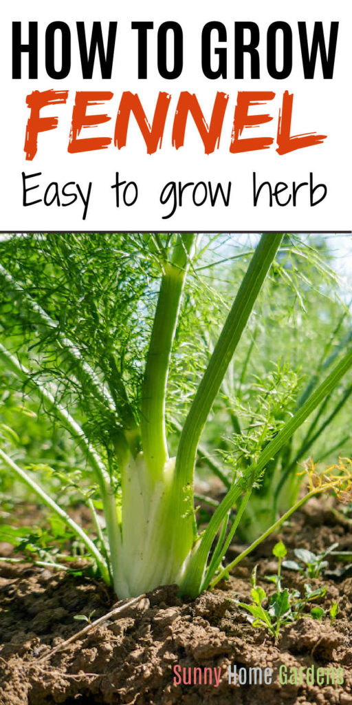 Top says "How to grow fennel: easy to grow herb" and bottom has a pic of fennel growing.
