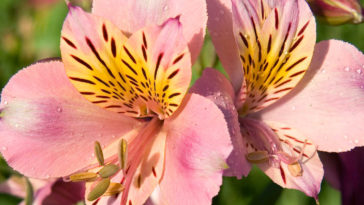 Pink persian lilies