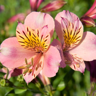 25 Beautiful Flowers That Start With P - Sunny Home Gardens