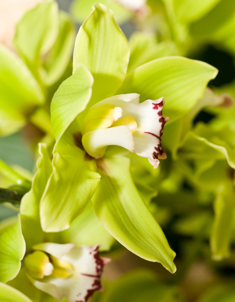 Green cymbidium orchid flower.