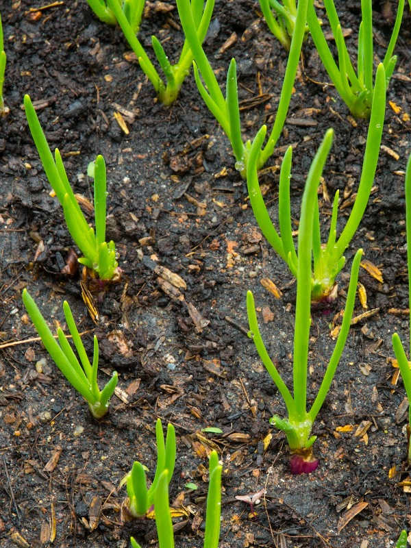 Shallots growing in dirt.