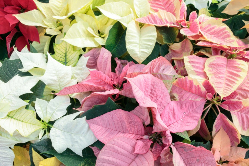 Pink, yellow, white, and variegated poinsettias.
