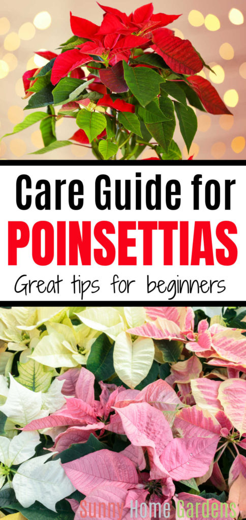 Pin image - top red poinsettia, middle says "care guide for poinsettias: great tips for beginners" and bottom has pink, white, and variegated poinsettias.