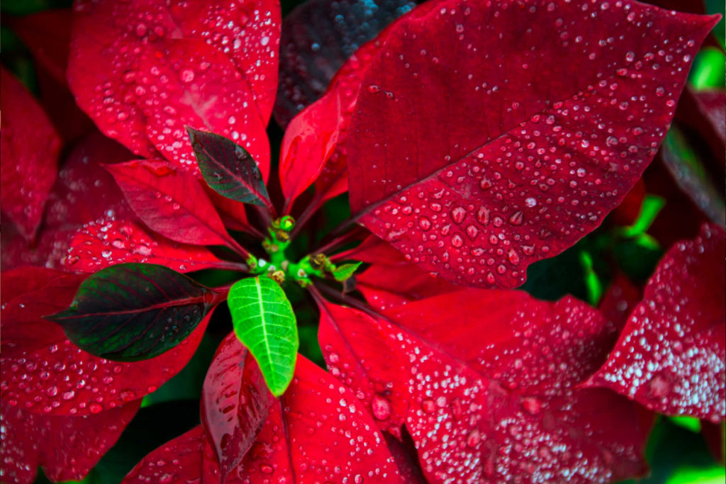 Red poinsettia with wet leaves.