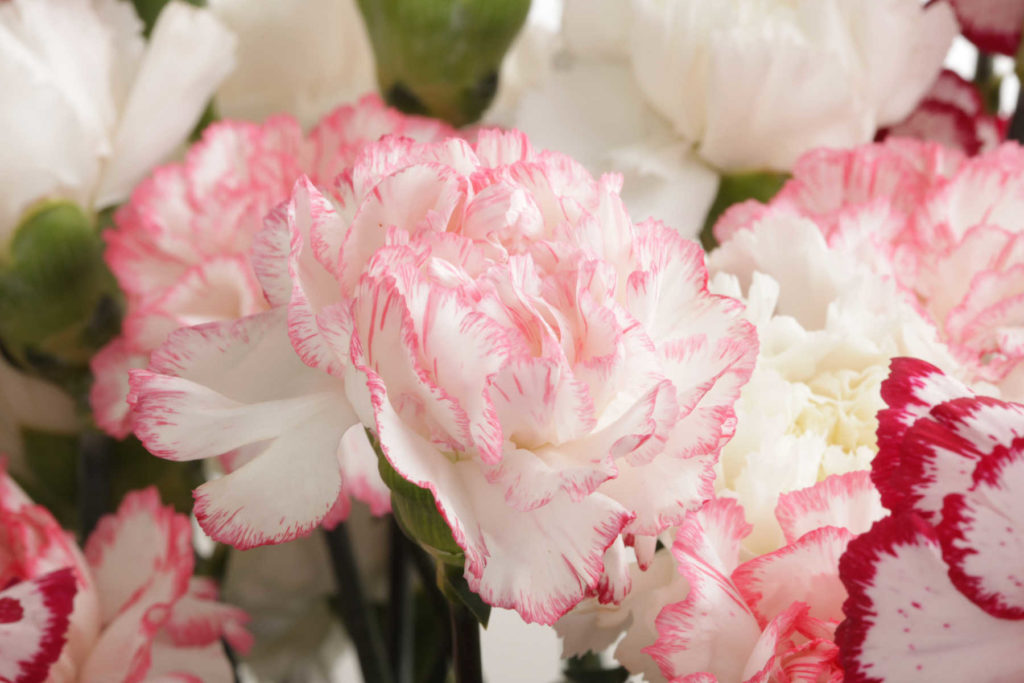 White with pink-tinged tips carnation flower in bloom.