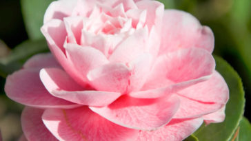 Pink camellia flower.