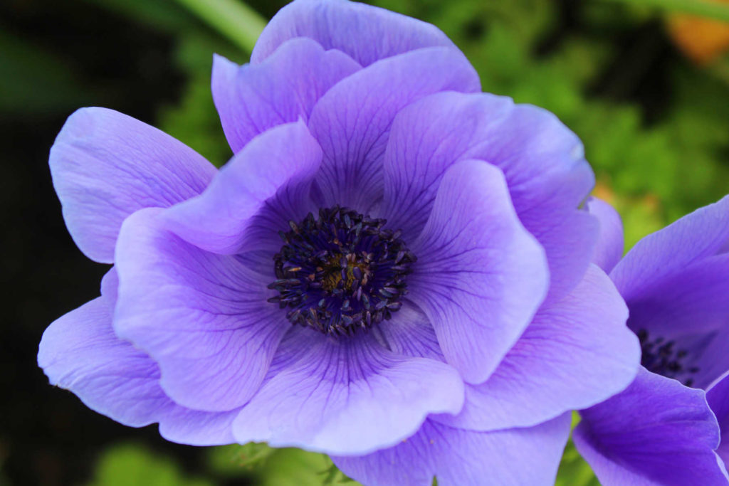 Purple anemone flower.