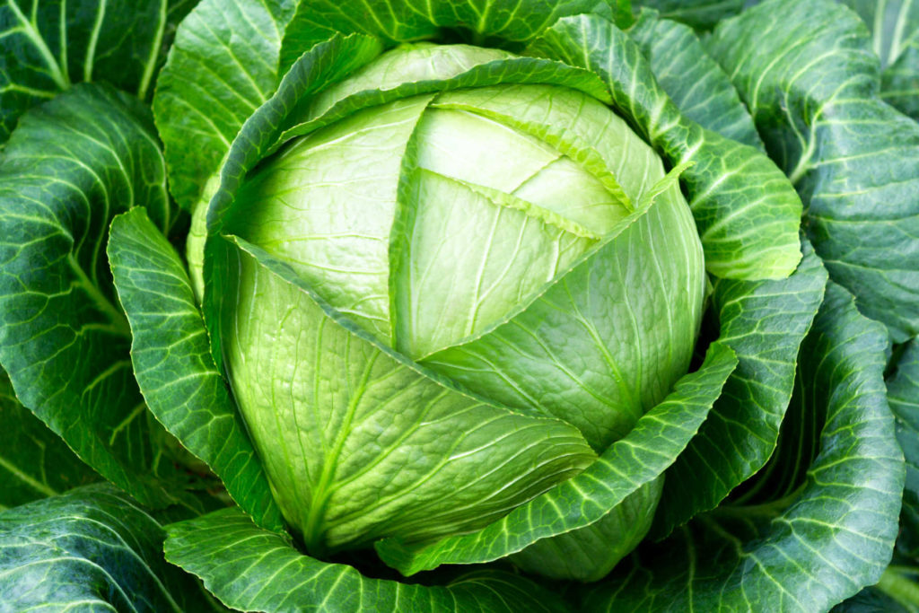 Large head of cabbage.