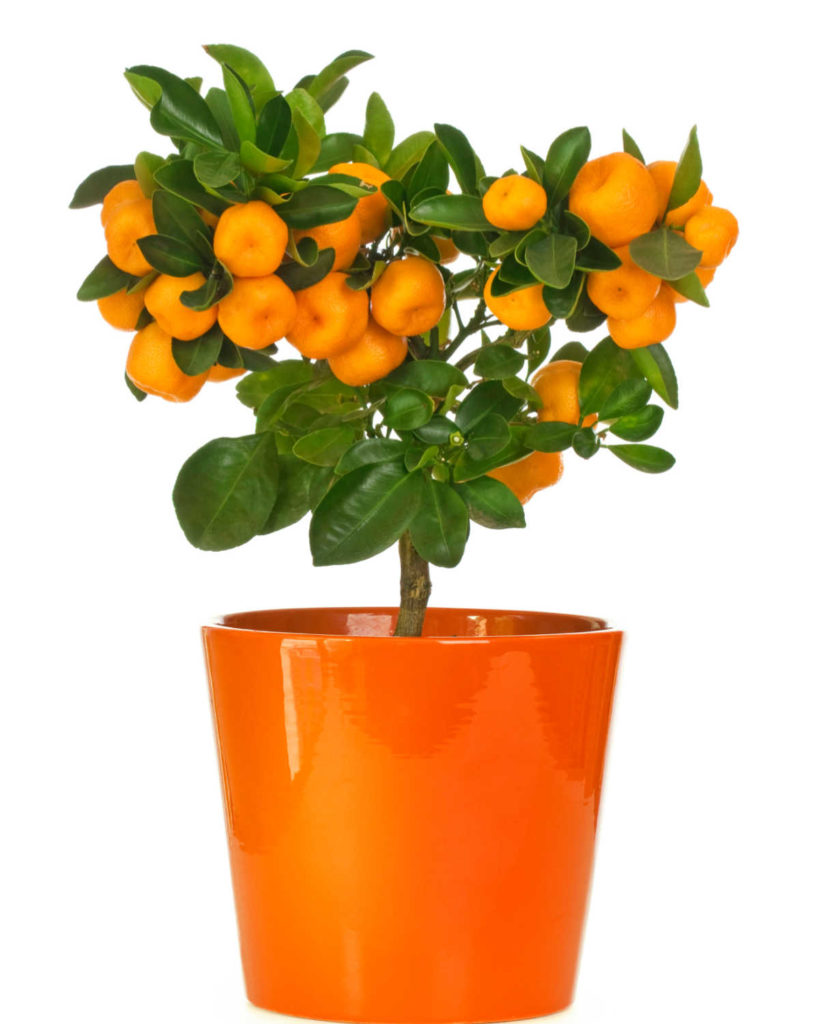 Calamondin orange tree in orange pot with ripe oranges on the branches.