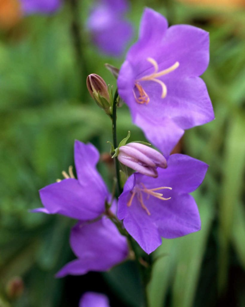 Closeup of purple campanulas flower.