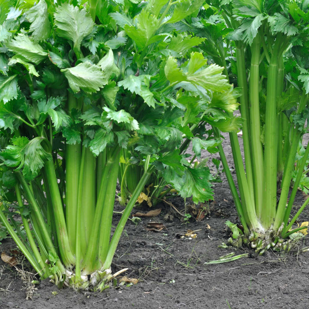 Closeup of celery growing in garden.