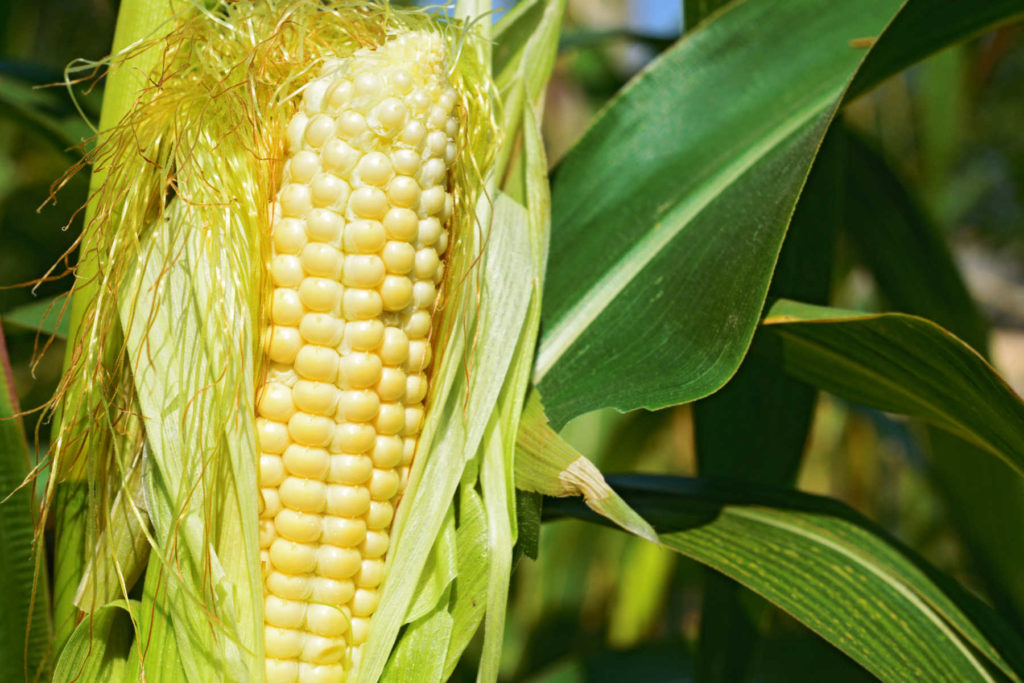 Ear of corn still on plant.  