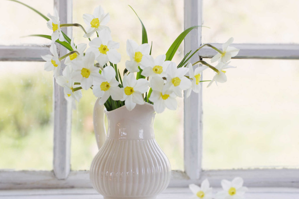 White water jug filled with white daffodils in front of window.