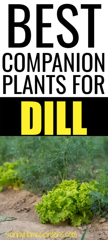 Top says "Best companion plants for dill" and bottom has a pic with dill and lettuce growing together.