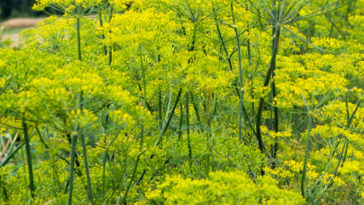 Dill growing in bloom.