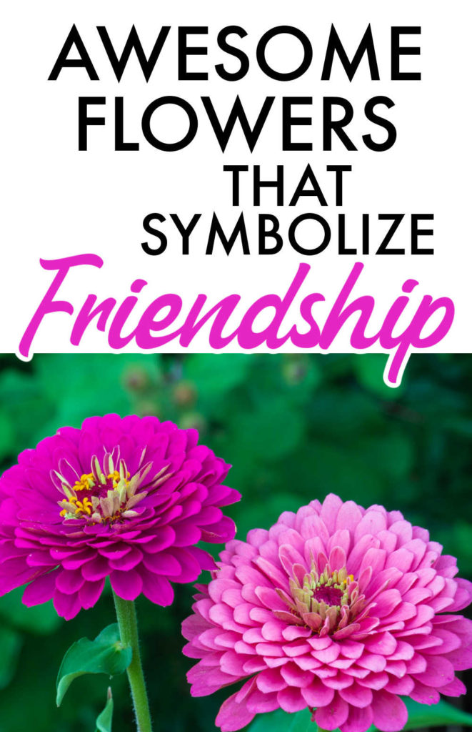 Top says "Awesome flowers that symbolize friendship" with a pic of 2 zinnia flowers on the bottom.