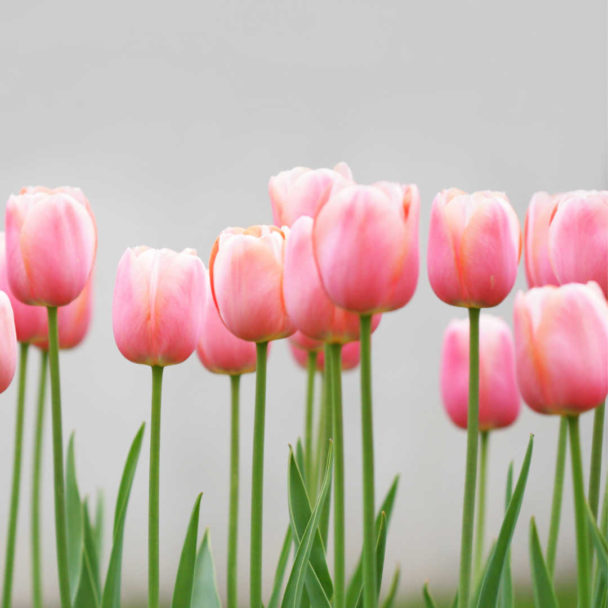 Pink tulips growing.