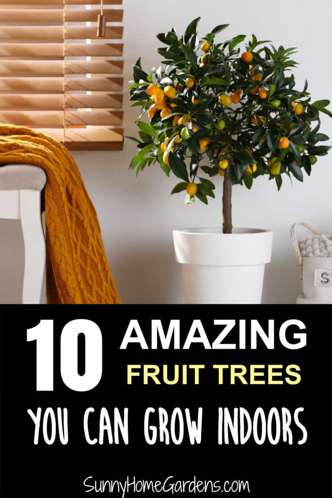 Citrus tree in a white planter in a family room with the words "10 Amazing Fruit Trees You Can Grow Indoors" underneath.