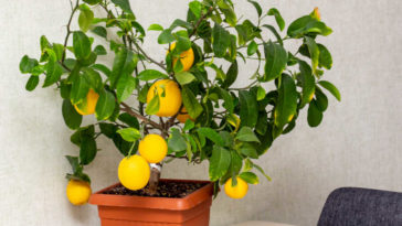 Lemon tree with ripe lemons in a small pot on top of a table.