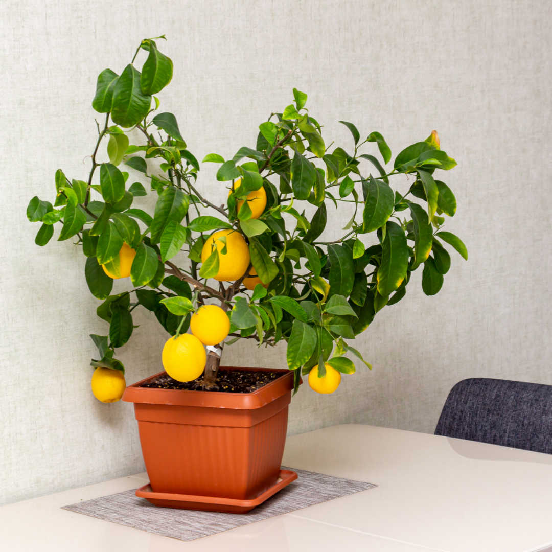 lemon tree with ripe lemons growing, in a small pot on top of a table.