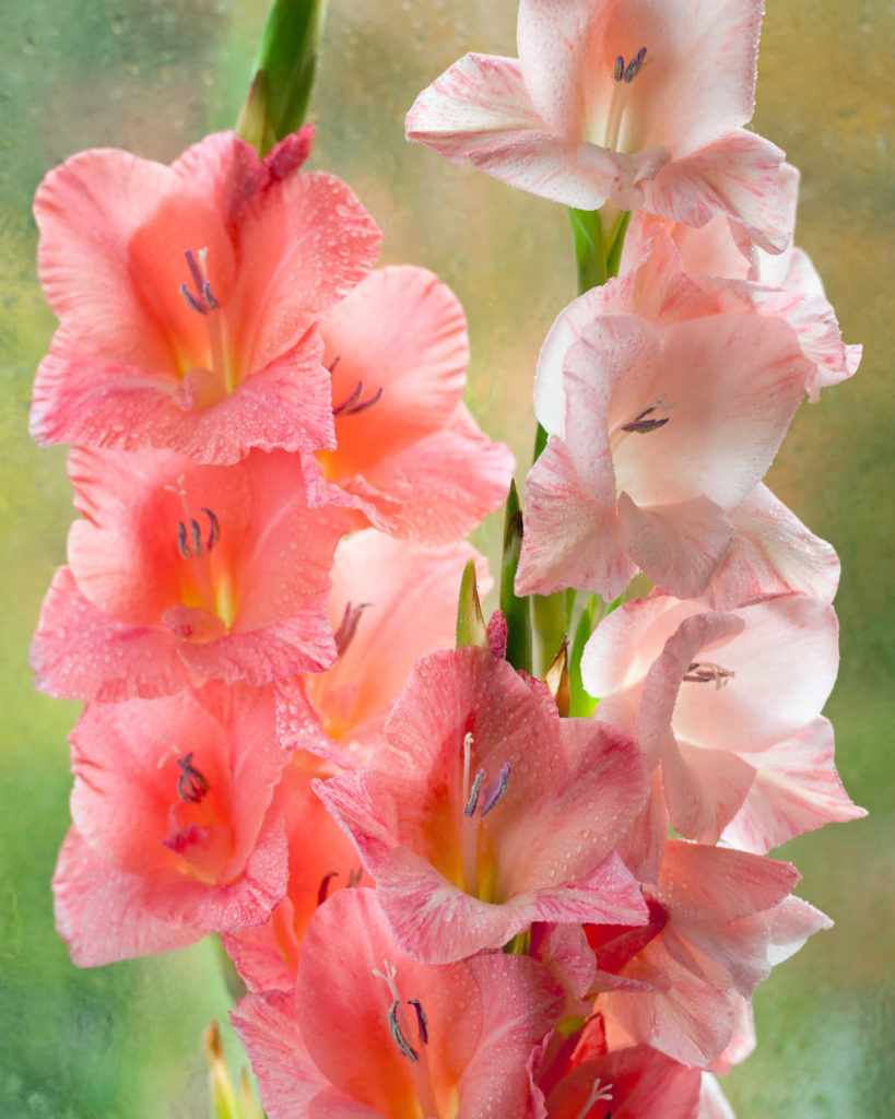 Pink gladiolus.