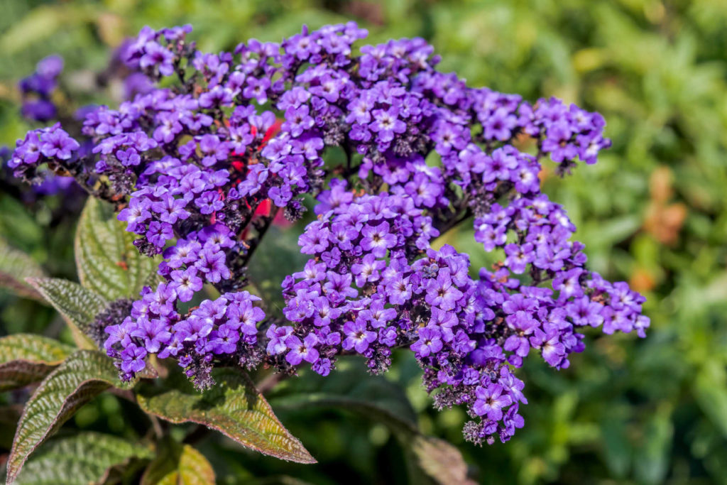 Purple heliotropium flowers. 