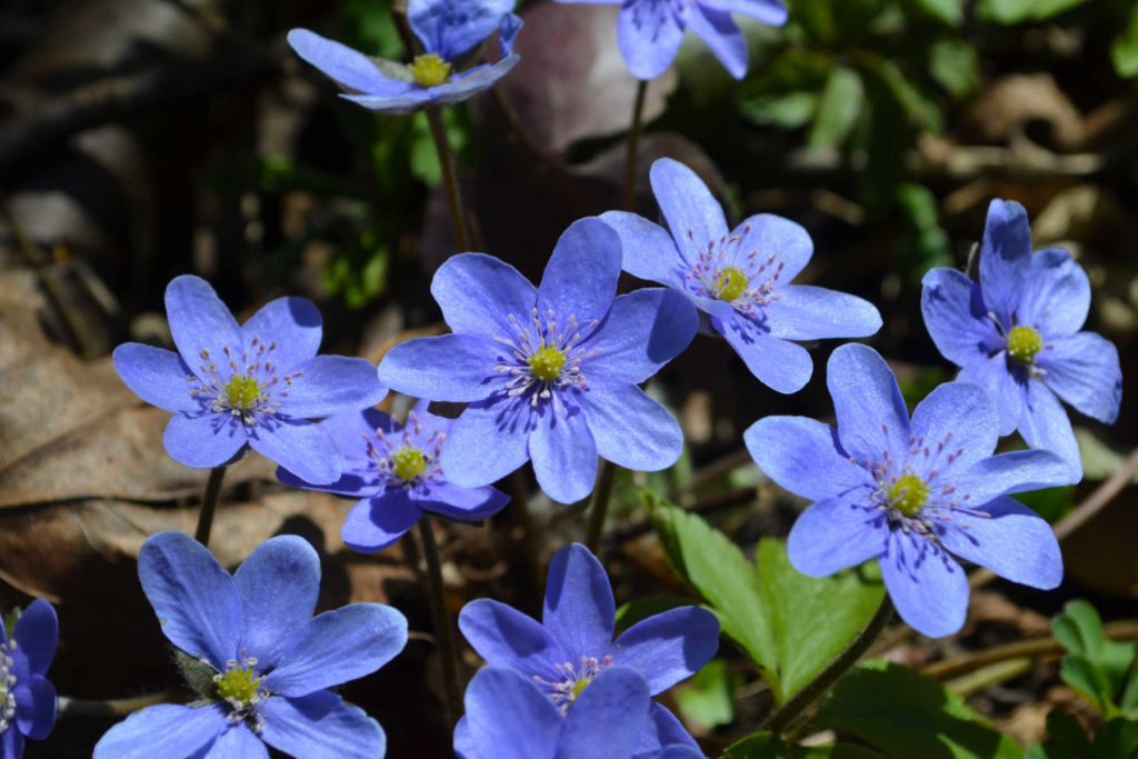 Blue hepatica flowers.