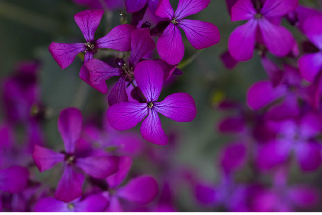 Purple honesty flowers.