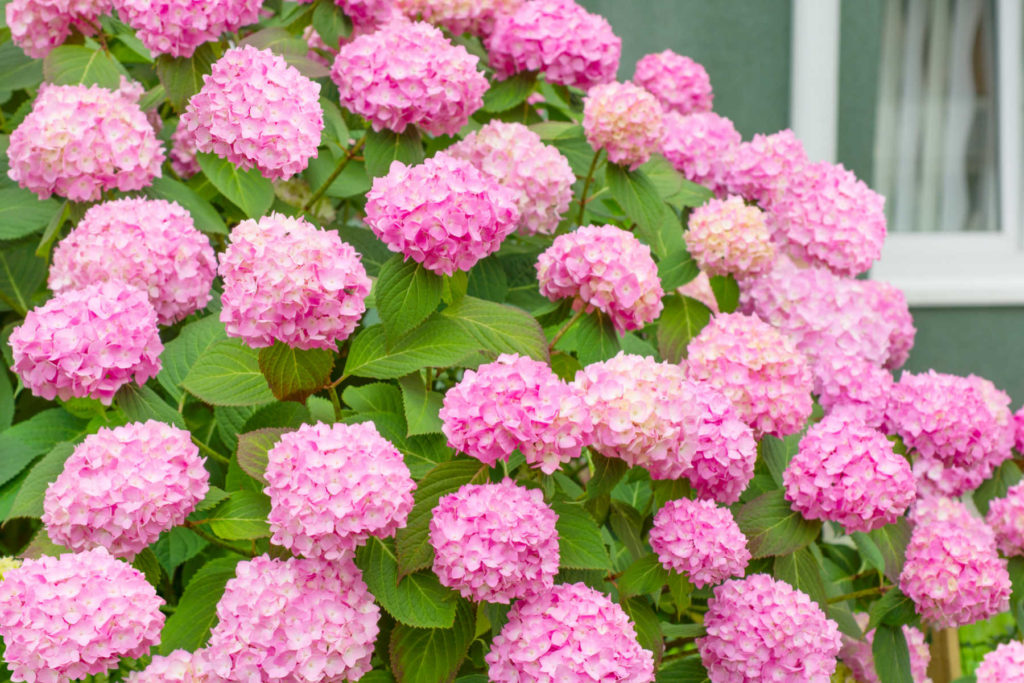 Hydrangea bush with large pink flowers.