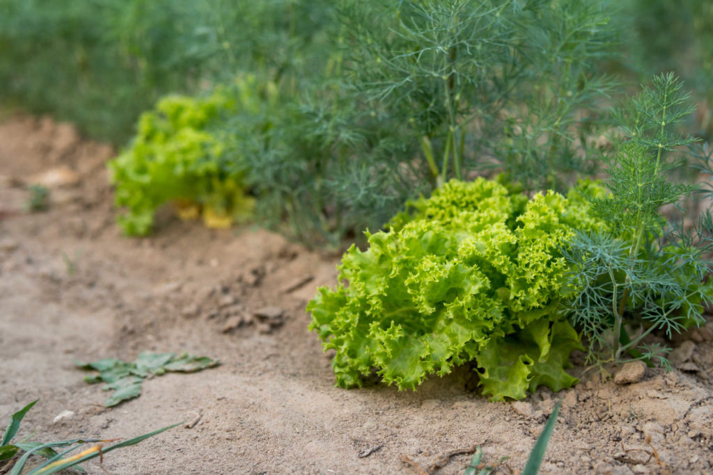 Lettuce growing intermixed with dill.